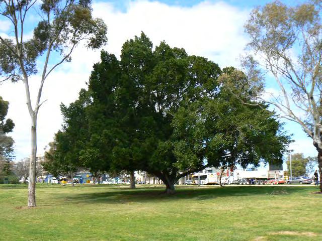 White Cedar (Melia azedarach var australasica) plantation: located as a boundary planting along Port Road and North Terrace.