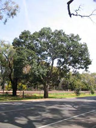War Memorial Drive (middle) Lemon-scented Gum (Corymbia citriodora) grove: a grove of 7 Lemon-scented Gums (Corymbia citriodora) trees located in a middle tract of War