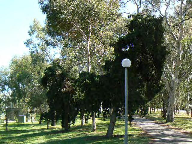 adjacent to the Montefiore Drive Tennis Courts and War Memorial Drive, overhanging part of the River Torrens/Karrawirra Parri cycle pathway, and probably planted in the 1860s-70s under O