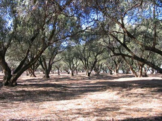 A relatively healthy small plantation, part of the original 1862 Sheriff Boothby established Olive (Olea europaea) Plantation that has been forgotten about due to its relatively inaccessible location.