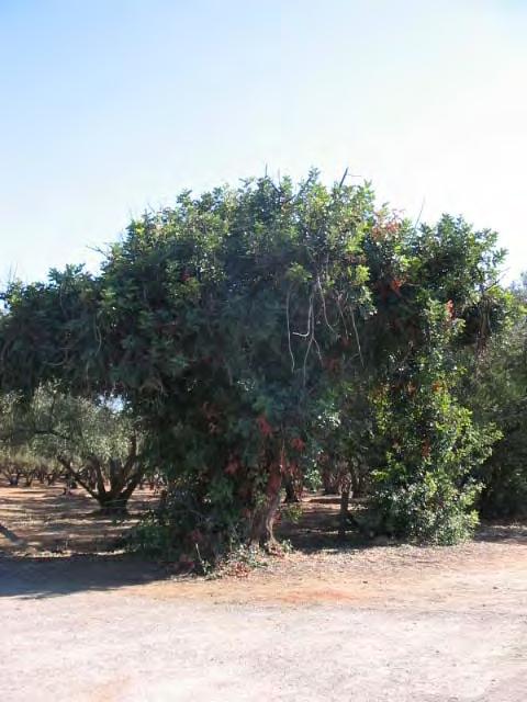 Vegetation There are numerous vegetation elements that possess merit in Tulya Wodli/Park 27, and these include: Olive (Olea europaea) Plantation A: located between the Adelaide Gaol and the Thebarton