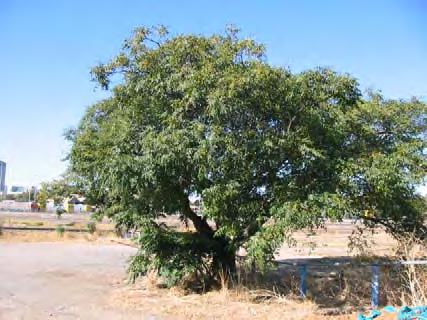 (Olea europaea) plantings in Olive (Olea europaea) Plantation A. Lined the original Slaughterhouse Road.