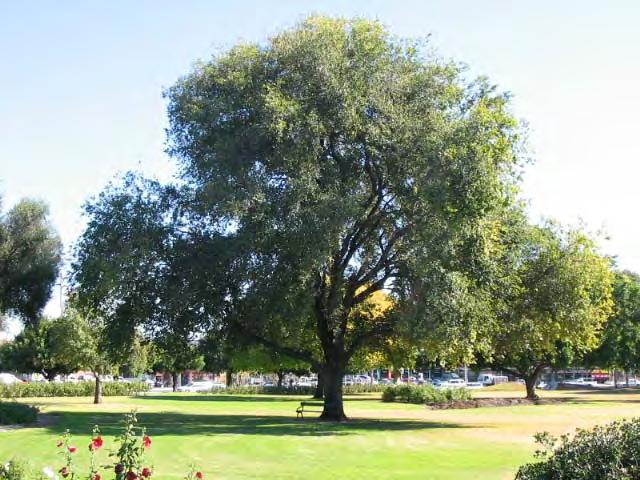early-mid  Desert Ash (Fraxinus angustifolia var oxycarpa) avenue: a shady tree-lined now closed road avenue, located in Bonython Park between Port Road and the