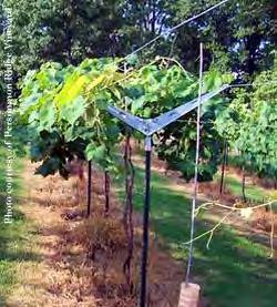 i. Trellises are two or three wire