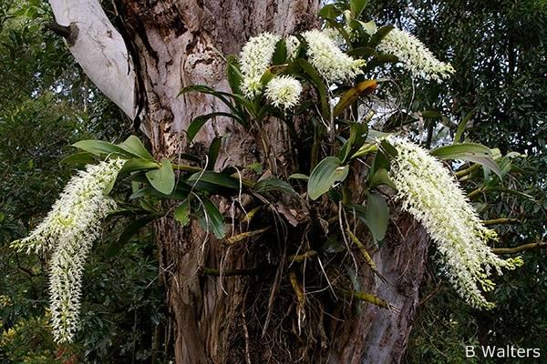Many of our past speakers have concentrated on terrestrial orchids so we invited Richard Austin, an expert in rock orchids and a past president of the Australasian Native Orchids Society to fill the