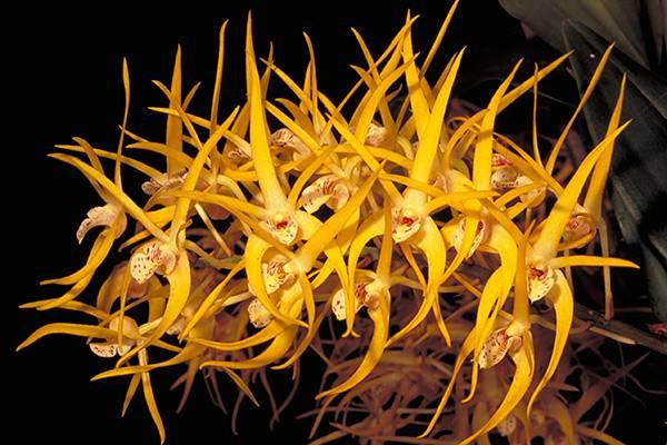 There are two main groups of rock orchid in eastern Australia Dendrobium speciosum the Sydney Rock Orchid which grows in the wild on rocky escarpments from Genoa in eastern Victoria to north