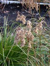 The native plants in our Constructed Wetland are: Spartina pectinata (Prairie cordgrass) Scirpus georgianus (Dark-green bulrush) Scirpus pungens Vahl (Three-square bulrush) Scirpus cyperinus