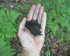 effluent levels 157 MEDIA: Common Soil Media Guidelines 40% topsoil, 30% sand, 30% compost common recommendation nationally and in (in the past) this region Issues with this and other guidelines
