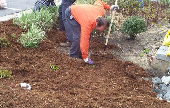 .. removal more than plant uptake 173 PLANTS: Mulch Mulch reduces weed establishment, regulates soil temperature and
