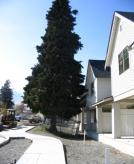 CONSTRUCTION CONSIDERATIONS: Tree Protection Dripline Feeder Root Zone Limit heavy equipment/