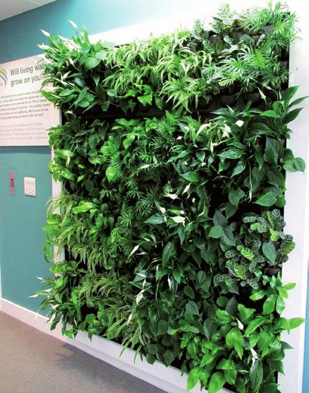 GREEN WALLS LIVING WALLS Conceived originally for exteriors, green walls are now increasingly installed indoors; as large statement features and smaller walls. Why have a green wall?