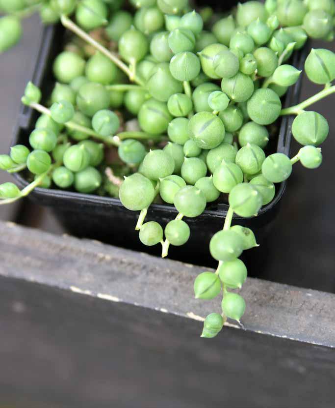 Cascading from a hanging basket or trailing over your coffee table, string of pearls (Senecio rowleyanus) is a wonderful plant for you to grow indoors. Plus, it s so on trend!