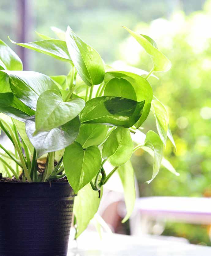 Devil s ivy ' Hands down, devil s ivy (Epipremnum aureum) is the. best. indoor.plant. ever! Why?