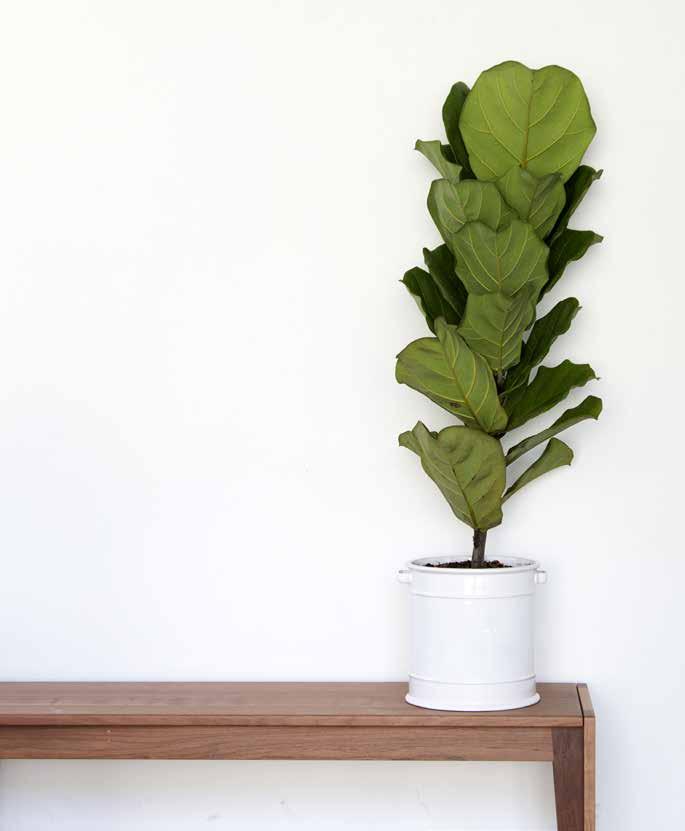 Fiddle leaf Looking to create a bold statement indoors, but with minimal fuss? Grow a fiddle leaf fig (Ficus lyrata).