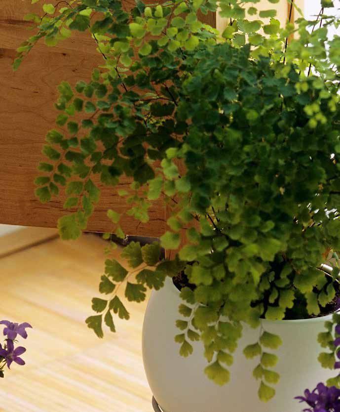 Maidenhair fern With its feathery, soft light green leaves and contrasting black stems, the maidenhair fern (Adiantum aethiopicum) is a lovely addition to any indoor area.