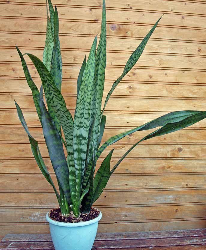 Mother tongue IN LAW'S Whether you call them mother-in-law s tongue, snake plant or viper s bowstring hemp, sansevieria (Sansevieria trifasciata) has become super trendy over recent years and potted