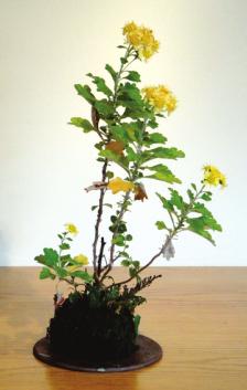 Young Choe Presents The Art Of Kusamono Page 3 Chrysanthemum pacificum, Rosa carolina (Carolina rose), Campanula punctata (spotted bellflower), Selaginella rupestris (spikemoss) or trays selected to