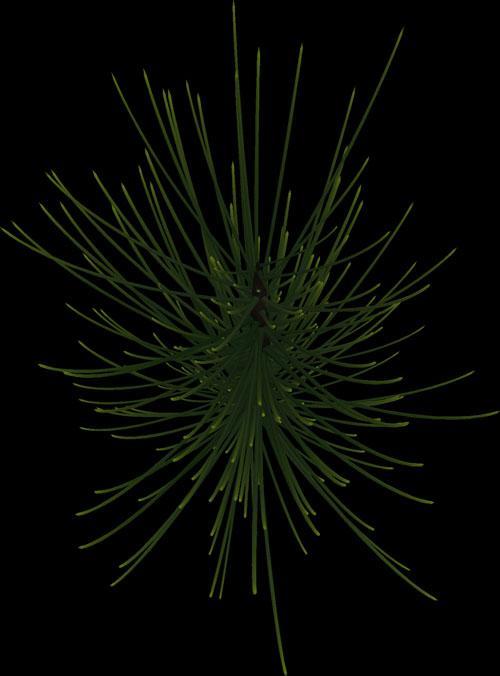 Computer Roughs: Foliage This is an example of how the pine needle textures look coming from Zbrush.