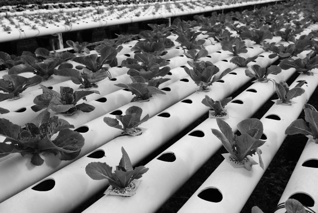 10 8 The photograph shows plants being grown hydroponically.