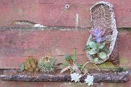 How does your garden grow. Denise s opuntias from Mark Mallon Nick Heiting s wall collection. Ground too wet or doesn t drain well? Put your cacti in pots.