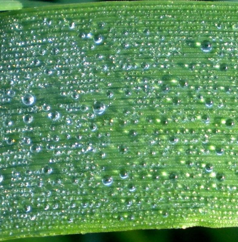 Fig. 5 Overt indensation, oat leaf