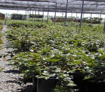 Avoid or minimize accumulation of standing surface water in containerized high-risk plant beds. Phytophthora spp.