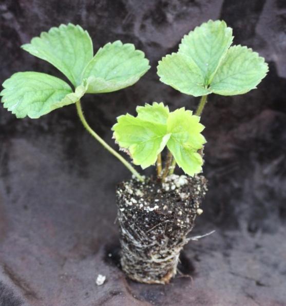 However, fresh dug plants are generally not commercially available until October when they are dug by nurseries for large California and Florida plantings.