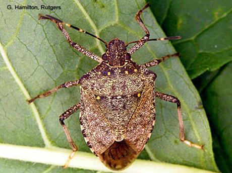 Brown Marmorated Stink Bug Native agricultural pest in China, Japan, Taiwan Attacks wide range of fruit, veg, and farm crops Wide range of host plants Overwinters in nearby houses, barns, abandoned