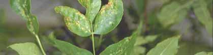 Ash Anthracnose Green ash and other ash species Defoliation