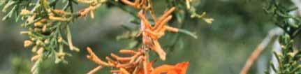 Cedar-Apple Rust Orange gelatinous