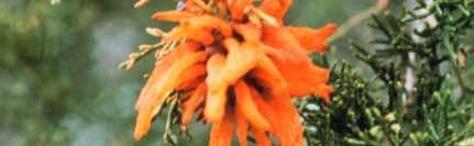 juniper Yellow-orange lesions on