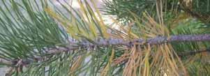years scotch and ponderosa pine needles