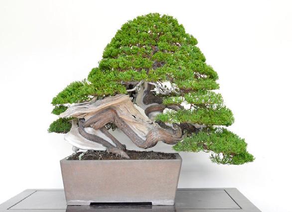 CARVING. DEADWOOD. JIN and SHARI CREATING DEADWOOD ON BONSAI, IN THE FORM OF JIN OR SHARI, CAN ENHANCE THE TREE'S CHARACTER SIGNIFICANTLY.