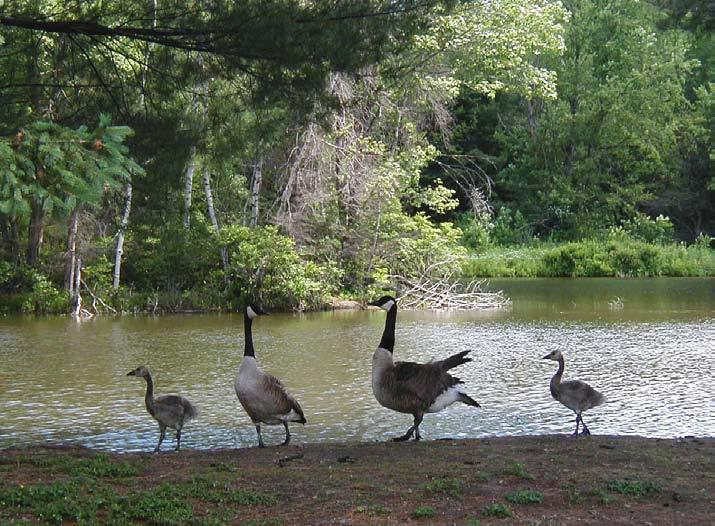 geese want unobstructed view of water as escape route Will not go through