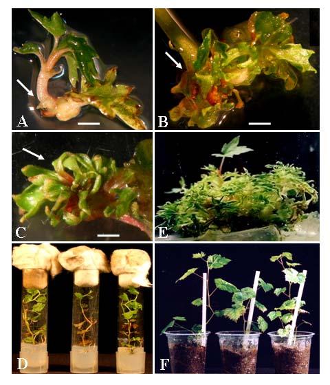 Fig. 4.1. De novo shoot regeneration from in vitro leaves of Crimson Seedless.