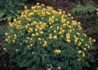 Corydalis Corydalis lutea Height: 8-12 inches Bloom Season: May-September