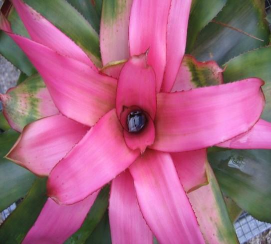 Event Update Monday October 20th 7:00pm BSBC s Annual Plant Auction We ask each member to bring at least 5 beautiful plants or bromeliad related item to be auctioned off.