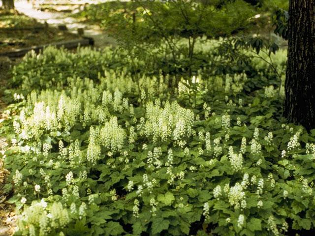 Tiarella cordifolia (Foam Flower) Height: 12 to 18 inches Spacing: 15 inches Exposure: Light shade Bloom: Pinkish white