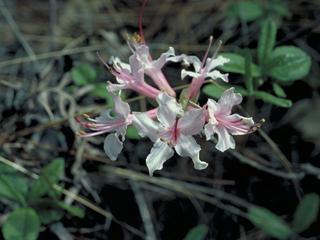 Rhododendron periclymenoides (Pinxterbloom) Height: 6 to 8 feet Spacing: 6-8 feet Exposure: Varies Sun to part shade Bloom: pink Bloom Time: early spring ph: below 6.