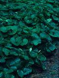 Asarum canadense (Canadian Wild Ginger) Height: 6 to 12 inches Spacing: 9 to 12 inches Exposure: Full