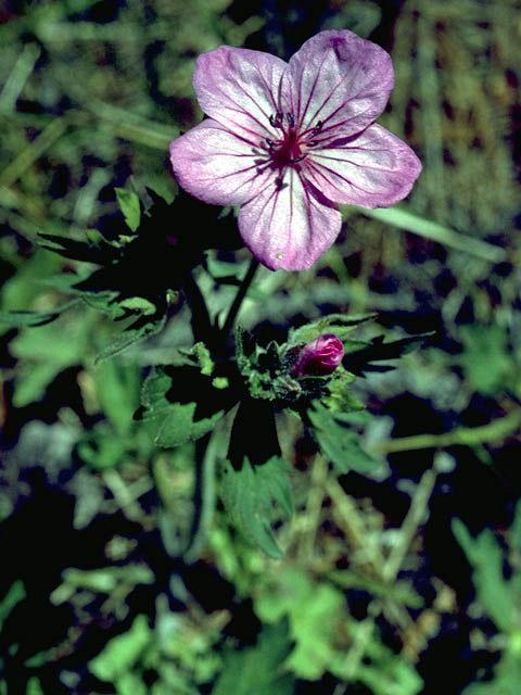 Geranium maculatum (Spotted Geranium) Height: 12 to 18 inches Spacing: 18 to 24 inches Exposure: Part shade Bloom: Blue to lavender Bloom Time: