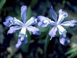 Iris cristata (Dwarf-Crested Iris) Height: 4 to 16 inches Spacing: Exposure: Partial shade Bloom: Blue Bloom Time: April and May ph: 6 to 7.