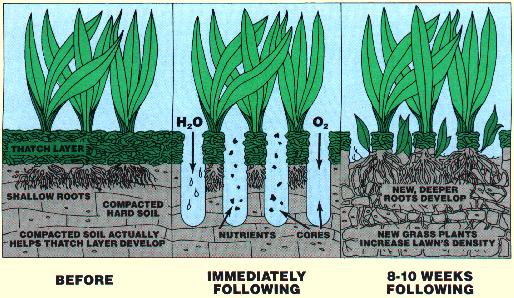 Lawn maintenance: aeration Aeration: Core aeration removes 4- inch plugs from the lawn Improves the