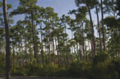 Everglades Ecosystems Information Sheets Pine Flatwoods What is it? Open woodlands of slash pines with an understory of saw palmetto, shrubs, grasses, and wildflowers.