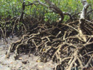Everglades Ecosystems Information Sheets Mangrove Swamp What is it? Mangrove swamps are saltwater to brackish areas subject to tidal fluctuations, sheltered from high energy wave action.