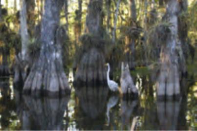 Everglades Ecosystems Information Sheets Cypress Swamp What is it? Cypress swamps are the most common and widespread of the Everglades freshwater swamps, dominated by cypress trees.