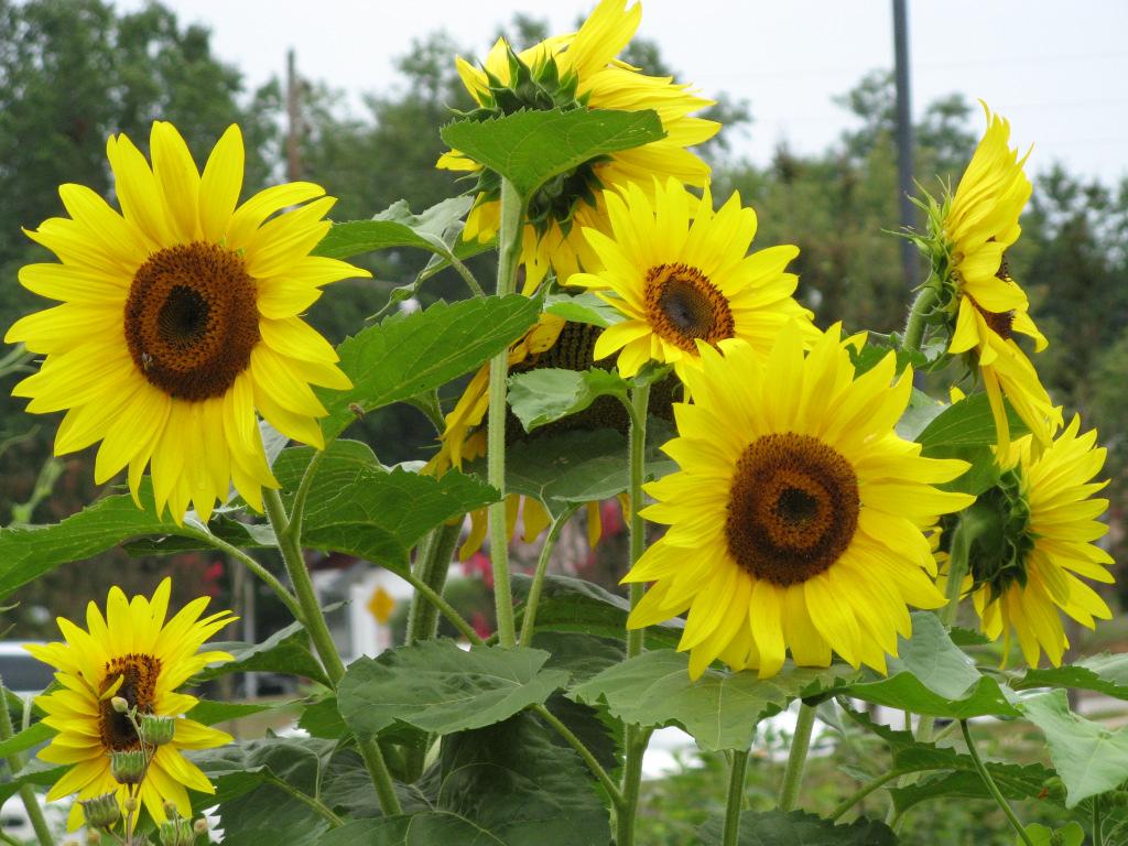 Page 3 June 2011 SPOTLIGHT: SUNFLOWERS What could be a more cheerful symbol of summer than the sunflower? Sunflowers include several species of Hellianthus.