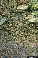 IL Hydrilla EDRR Management Early Detection: Education and