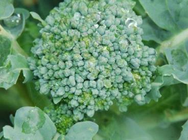 Broccoli, Calabrese Why not? It s relatively handy to grow and can be succession sown so that you can crop almost all summer and autumn long.