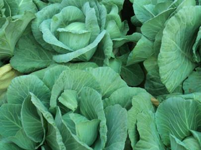 Cabbage Pair it with bacon or shred it for a slaw, cabbage is a supremely useful, healthy vegetable that grows well in our relatively cool climate and is easy to grow.